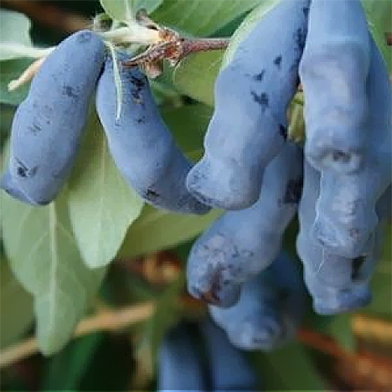 Жимолость камчатская Лебедушка